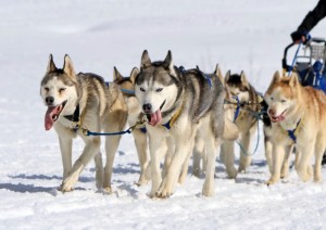 4685050-a-husky-sled-dog-team-at-work